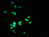 Immunofluorescent analysis of 293T cells using CSB-PA840561LA01HU at dilution of 1:100 and Alexa Fluor 488-congugated AffiniPure Goat Anti-Rabbit IgG (H+L)