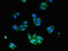 Immunofluorescent analysis of HepG2 cells using CSB-PA840583LA01HU at dilution of 1:100 and Alexa Fluor 488-congugated AffiniPure Goat Anti-Rabbit IgG (H+L)