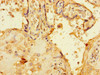 Immunohistochemistry of paraffin-embedded human placenta tissue using CSB-PA840992LA01HU at dilution of 1:100