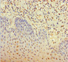 Immunohistochemistry of paraffin-embedded human tonsil tissue using CSB-PA841219LA01HU at dilution of 1:100