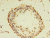 Immunohistochemistry of paraffin-embedded human testis tissue using CSB-PA842645LA01HU at dilution of 1:100