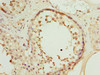 Immunohistochemistry of paraffin-embedded human testis tissue using CSB-PA842662LA01HU at dilution of 1:100