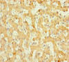 Immunohistochemistry of paraffin-embedded human liver tissue using CSB-PA842687LA01HU at dilution of 1:100