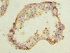 Immunohistochemistry of paraffin-embedded human testis tissue using CSB-PA842714LA01HU at dilution of 1:100