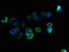 Immunofluorescent analysis of MCF-7 cells using CSB-PA843145LA01HU at dilution of 1:100 and Alexa Fluor 488-congugated AffiniPure Goat Anti-Rabbit IgG (H+L)