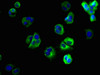 Immunofluorescent analysis of MCF-7 cells using CSB-PA843146LA01HU at dilution of 1:100 and Alexa Fluor 488-congugated AffiniPure Goat Anti-Rabbit IgG (H+L)