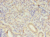 Immunohistochemistry of paraffin-embedded human pancreatic tissue using CSB-PA843281LA01HU at dilution of 1:100 Immunohistochemistry of paraffin-embedded human pancreatic tissue using CSB-PA843281LA01HU at dilution of 1:100