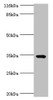 Western blot<br />
 All lanes: TMCO5A antibody at 6µg/ml + MCF-7 whole cell lysate<br />
 Secondary<br />
 Goat polyclonal to rabbit IgG at 1/10000 dilution<br />
 Predicted band size: 35, 27 kDa<br />
 Observed band size: 35 kDa<br /> Western blot<br />
 All lanes: TMCO5A antibody at 6µg/ml + MCF-7 whole cell lysate<br />
 Secondary<br />
 Goat polyclonal to rabbit IgG at 1/10000 dilution<br />
 Predicted band size: 35, 27 kDa<br />
 Observed band size: 35 kDa<br />