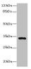 Western blot<br />
 All lanes: HSD17B11 antibody at 10µg/ml + Mouse lung tissue<br />
 Secondary<br />
 Goat polyclonal to rabbit IgG at 1/10000 dilution<br />
 Predicted band size: 33 kDa<br />
 Observed band size: 33 kDa<br />