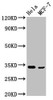 Western Blot<br />
 Positive WB detected in: Hela whole cell lysate, MCF-7 whole cell lysate<br />
 All lanes: NFKBID antibody at 3.4µg/ml<br />
 Secondary<br />
 Goat polyclonal to rabbit IgG at 1/50000 dilution<br />
 Predicted band size: 34, 51, 16 kDa<br />
 Observed band size: 34 kDa<br />