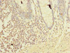 Immunohistochemistry of paraffin-embedded human colon tissue using CSB-PA844705LA01HU at dilution of 1:100