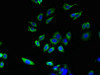 Immunofluorescent analysis of HepG2 cells using CSB-PA845142EA01HU at dilution of 1:100 and Alexa Fluor 488-congugated AffiniPure Goat Anti-Rabbit IgG (H+L)