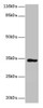 Western blot<br />
 All lanes: KIAA1191 antibody at 2µg/ml + Mouse heart tissue<br />
 Secondary<br />
 Goat polyclonal to rabbit IgG at 1/10000 dilution<br />
 Predicted band size: 34, 32, 11 kDa<br />
 Observed band size: 34 kDa<br />