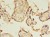 Immunohistochemistry of paraffin-embedded human placenta tissue using CSB-PA846582LA01HU at dilution of 1:100