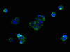 Immunofluorescent analysis of MCF-7 cells using CSB-PA846607LA01HU at dilution of 1:100 and Alexa Fluor 488-congugated AffiniPure Goat Anti-Rabbit IgG (H+L)