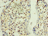 Immunohistochemistry of paraffin-embedded human testis tissue using CSB-PA846645LA01HU at dilution of 1:100
