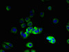 Immunofluorescent analysis of MCF-7 cells using CSB-PA847711LA01HU at dilution of 1:100 and Alexa Fluor 488-congugated AffiniPure Goat Anti-Rabbit IgG (H+L)