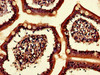 Immunohistochemistry of paraffin-embedded human small intestine tissue using CSB-PA850783LA01HU at dilution of 1:100