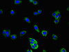 Immunofluorescent analysis of HepG2 cells using CSB-PA850816LA01HU at dilution of 1:100 and Alexa Fluor 488-congugated AffiniPure Goat Anti-Rabbit IgG (H+L)