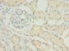 Immunohistochemistry of paraffin-embedded human kidney tissue using CSB-PA850823LA01HU at dilution of 1:100