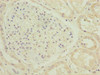 Immunohistochemistry of paraffin-embedded human kidney tissue using CSB-PA850873LA01HU at dilution of 1:100