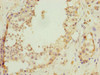 Immunohistochemistry of paraffin-embedded human testis tissue using CSB-PA850873LA01HU at dilution of 1:100