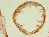 Immunohistochemistry of paraffin-embedded human testis tissue using CSB-PA851974LA01HU at dilution of 1:100