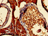 Immunohistochemistry of paraffin-embedded human testis tissue using CSB-PA853418LA01HU at dilution of 1:100