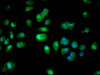 Immunofluorescent analysis of MCF-7 cells using CSB-PA853418LA01HU at dilution of 1:100 and Alexa Fluor 488-congugated AffiniPure Goat Anti-Rabbit IgG (H+L)