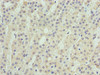 Immunohistochemistry of paraffin-embedded human adrenal gland tissue using CSB-PA853439LA01HU at dilution of 1:100