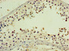 Immunohistochemistry of paraffin-embedded human testis tissue using CSB-PA853483HA01HU at dilution of 1:100