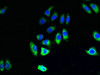 Immunofluorescent analysis of A549 cells using CSB-PA855068LA01HU at dilution of 1:100 and Alexa Fluor 488-congugated AffiniPure Goat Anti-Rabbit IgG (H+L)