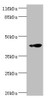 Western blot<br />
 All lanes: RNF133 antibody at 2µg/ml + K562 whole cell lysate<br />
 Secondary<br />
 Goat polyclonal to rabbit IgG at 1/10000 dilution<br />
 Predicted band size: 43 kDa<br />
 Observed band size: 43 kDa<br />