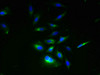 Immunofluorescent analysis of Hela cells using CSB-PA855485LA01HU at dilution of 1:100 and Alexa Fluor 488-congugated AffiniPure Goat Anti-Rabbit IgG (H+L)