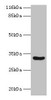 Western blot<br />
 All lanes: MAIP1 antibody at 2µg/ml + Mouse kidney tissue<br />
 Secondary<br />
 Goat polyclonal to rabbit IgG at 1/10000 dilution<br />
 Predicted band size: 33 kDa<br />
 Observed band size: 33 kDa<br />