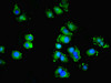 Immunofluorescent analysis of MCF-7 cells using CSB-PA855490LA01HU at dilution of 1:100 and Alexa Fluor 488-congugated AffiniPure Goat Anti-Rabbit IgG (H+L)