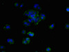 Immunofluorescent analysis of MCF-7 cells using CSB-PA856922LA01HU at dilution of 1:100 and Alexa Fluor 488-congugated AffiniPure Goat Anti-Rabbit IgG (H+L)