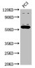 Western Blot<br />
 Positive WB detected in: PC-3 whole cell lysate<br />
 All lanes: OMA1 antibody at 2.7µg/ml<br />
 Secondary<br />
 Goat polyclonal to rabbit IgG at 1/50000 dilution<br />
 Predicted band size: 61, 56 kDa<br />
 Observed band size: 56 kDa<br />