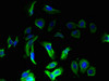 Immunofluorescence staining of MCF-7 cells with CSB-PA856923LA01HU at 1:133, counter-stained with DAPI. The cells were fixed in 4% formaldehyde, permeabilized using 0.2% Triton X-100 and blocked in 10% normal Goat Serum. The cells were then incubated with the antibody overnight at 4°C. The secondary antibody was Alexa Fluor 488-congugated AffiniPure Goat Anti-Rabbit IgG (H+L) .