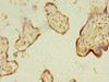 Immunohistochemistry of paraffin-embedded human placenta tissue using CSB-PA856950LA01HU at dilution of 1:100