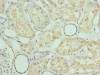 Immunohistochemistry of paraffin-embedded human kidney tissue using CSB-PA856972LA01HU at dilution of 1:100