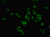 Immunofluorescent analysis of Hela cells using CSB-PA856972LA01HU at dilution of 1:100 and Alexa Fluor 488-congugated AffiniPure Goat Anti-Rabbit IgG (H+L)