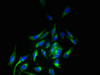 Immunofluorescent analysis of Hela cells using CSB-PA857000LA01HU at dilution of 1:100 and Alexa Fluor 488-congugated AffiniPure Goat Anti-Rabbit IgG (H+L)