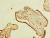 Immunohistochemistry of paraffin-embedded human placenta tissue using CSB-PA857012LA01HU at dilution of 1:100