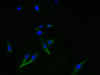 Immunofluorescent analysis of Hela cells using CSB-PA857012LA01HU at dilution of 1:100 and Alexa Fluor 488-congugated AffiniPure Goat Anti-Rabbit IgG (H+L)