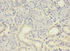 Immunohistochemistry of paraffin-embedded human pancreatic tissue using CSB-PA858710HA01HU at dilution of 1:100