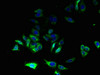 Immunofluorescent analysis of HepG2 cells using CSB-PA859832LA01HU at dilution of 1:100 and Alexa Fluor 488-congugated AffiniPure Goat Anti-Rabbit IgG (H+L)