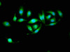 Immunofluorescence staining of A549 cells with CSB-PA860776HA01HU at 1:133, counter-stained with DAPI. The cells were fixed in 4% formaldehyde, permeabilized using 0.2% Triton X-100 and blocked in 10% normal Goat Serum. The cells were then incubated with the antibody overnight at 4°C. The secondary antibody was Alexa Fluor 488-congugated AffiniPure Goat Anti-Rabbit IgG (H+L) .