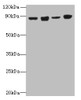 Western blot<br />
 All lanes: DDX50 antibody at 4µg/ml<br />
 Lane 1: Hela whole cell lysate<br />
 Lane 2: Jurkat whole cell lysate<br />
 Lane 3: K562 whole cell lysate<br />
 Lane 4: 293T whole cell lysate<br />
 Secondary<br />
 Goat polyclonal to rabbit IgG at 1/10000 dilution<br />
 Predicted band size: 83 kDa<br />
 Observed band size: 83 kDa<br />