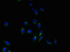 Immunofluorescent analysis of HepG2 cells using CSB-PA861129LA01HU at dilution of 1:100 and Alexa Fluor 488-congugated AffiniPure Goat Anti-Rabbit IgG (H+L)